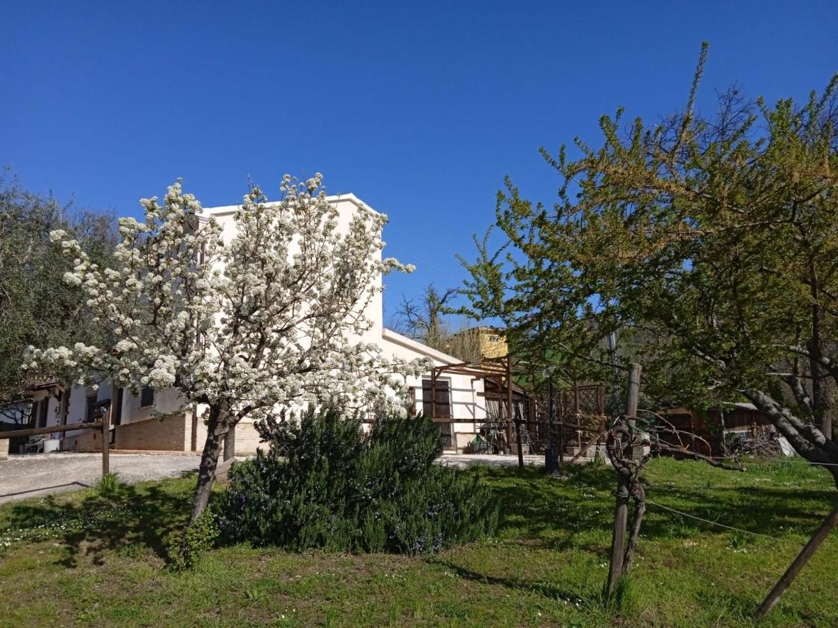 לינה וארוחת בוקר Mondavio Sotto L'Ulivo מראה חיצוני תמונה